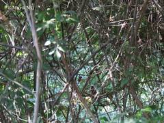 Arremonops rufivirgatus