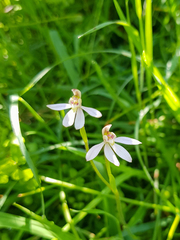 Caladenia prolata