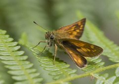 Ochlodes sylvanus