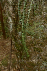 Prosaptia contigua
