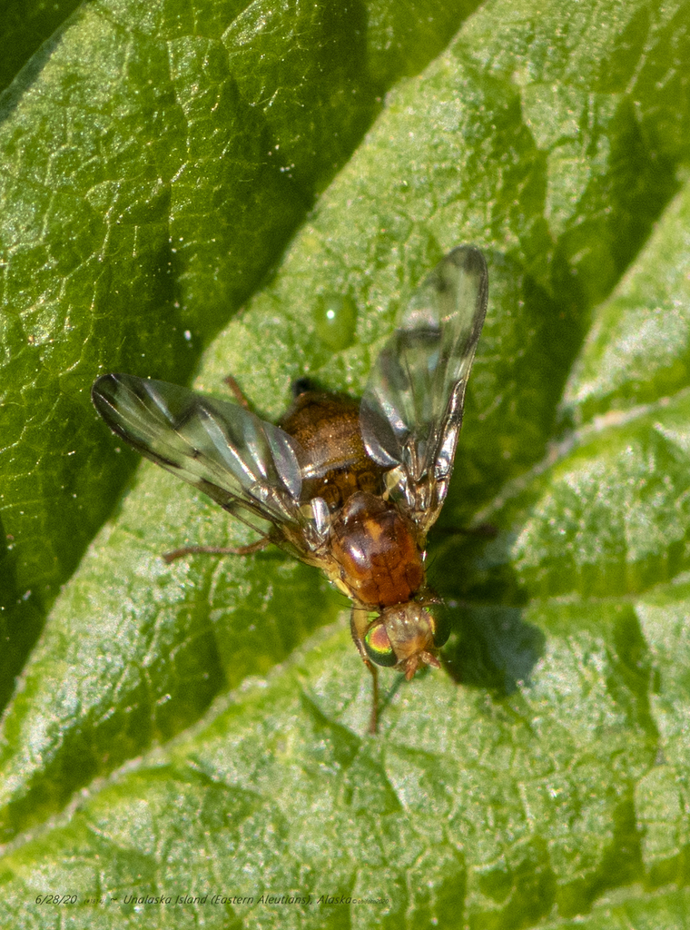 Euleia uncinata