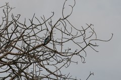 Halcyon senegalensis