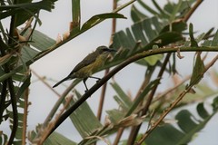 Nectarinia kilimensis