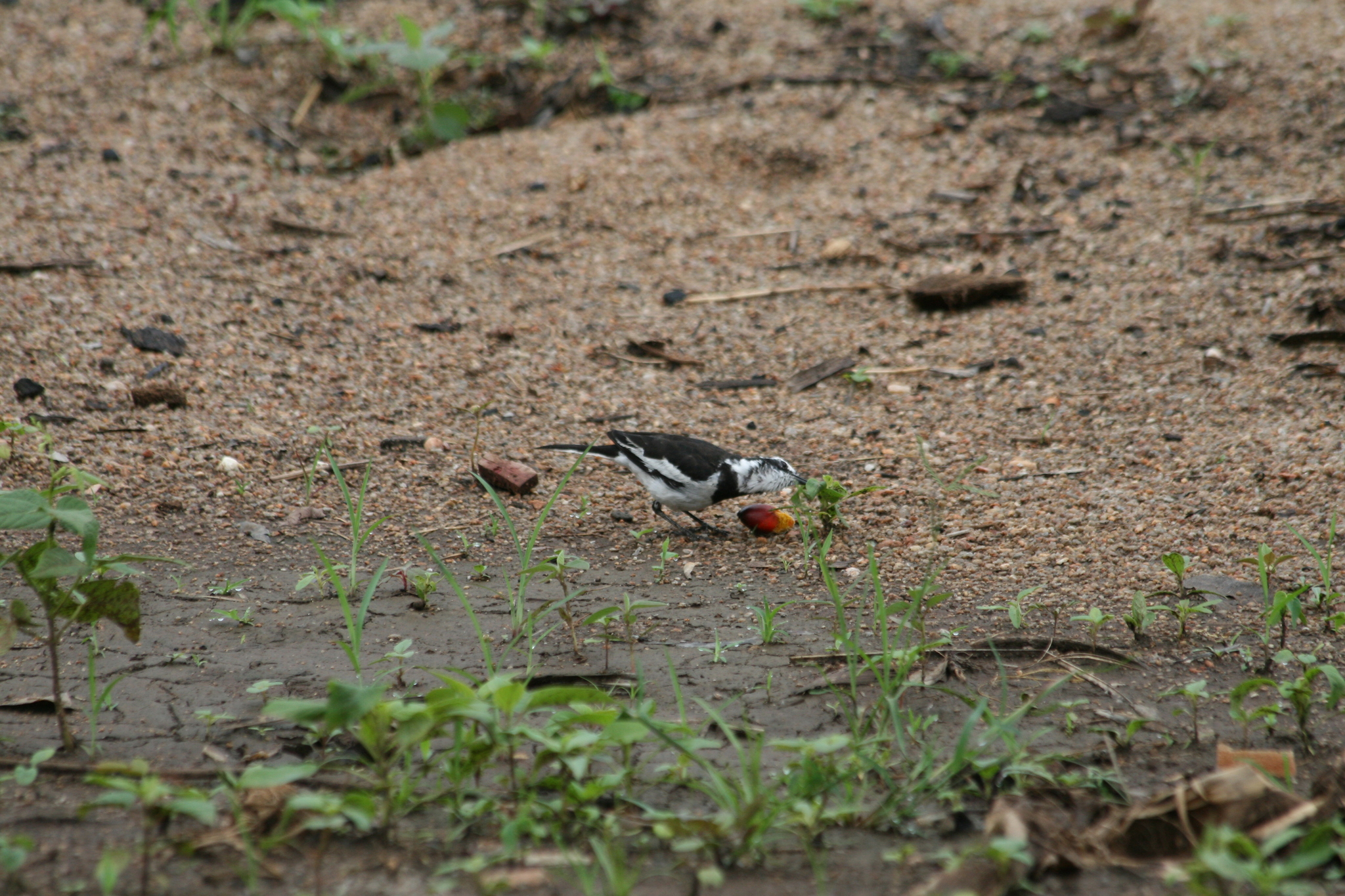 African Pied Wagtail (Motacilla aguimp)