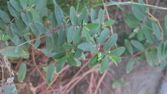 Euphorbia hypericifolia