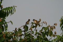 Pycnonotus barbatus tricolor