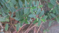 Euphorbia hypericifolia