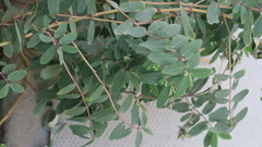 Euphorbia hypericifolia