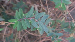 Euphorbia hypericifolia