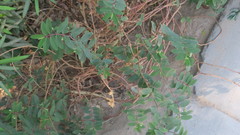Euphorbia hypericifolia