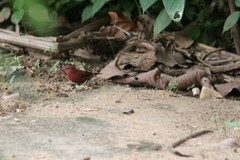 Lagonosticta senegala