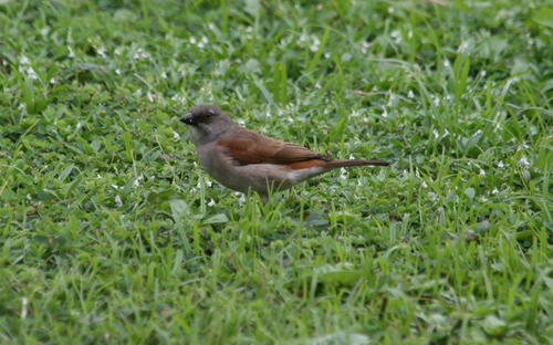northern gray-headed sparrow (Passer griseus)