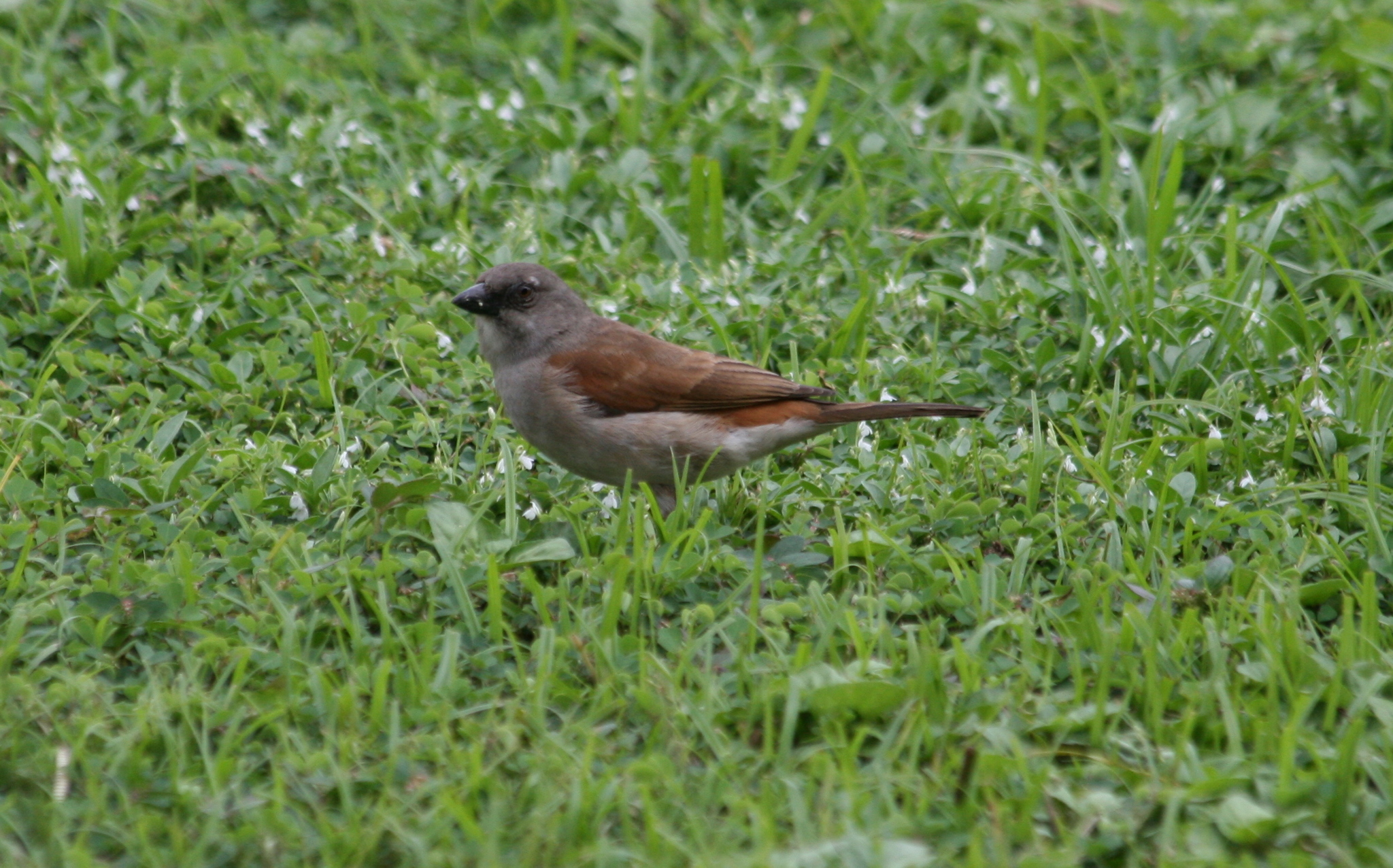 Northern Grey-headed Sparrow (Passer griseus)