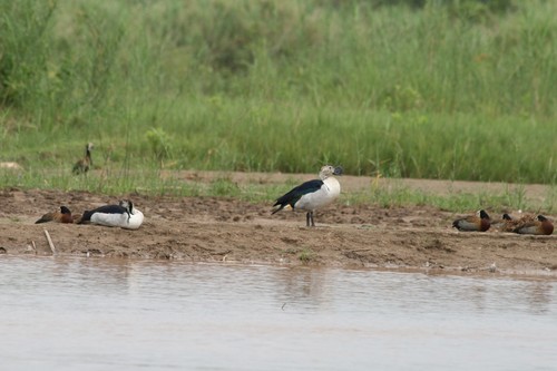 Knob-billed Duck (Sarkidiornis melanotos), photo 7