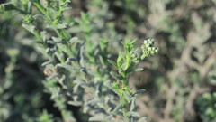 Heliotropium kotschyi