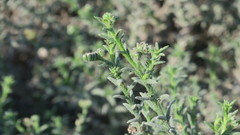 Heliotropium kotschyi