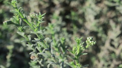 Heliotropium kotschyi