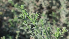 Heliotropium kotschyi