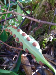 Lepisorus morrisonensis