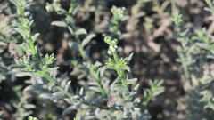 Heliotropium kotschyi