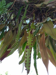 Lepisorus morrisonensis