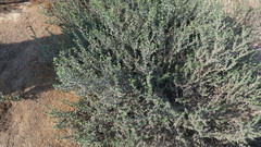 Heliotropium kotschyi