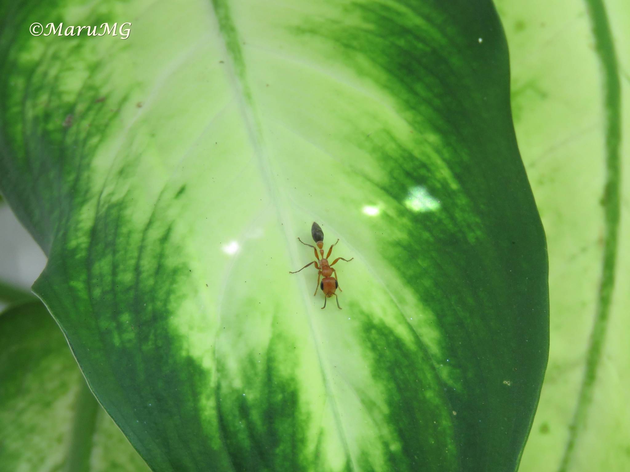 Pseudomyrmex gracilis