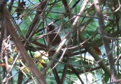 Arremonops rufivirgatus