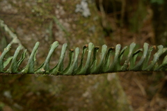 Prosaptia contigua