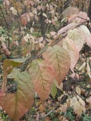 Euonymus verrucosus