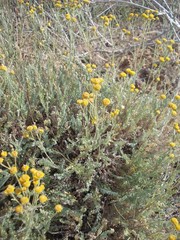 Tanacetum achilleifolium