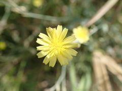 Launaea nudicaulis
