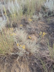 Tanacetum achilleifolium