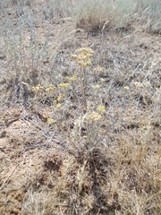 Tanacetum achilleifolium