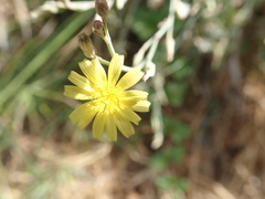 Launaea nudicaulis