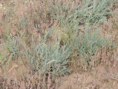 Tanacetum achilleifolium