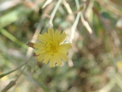 Launaea nudicaulis