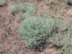 Tanacetum achilleifolium