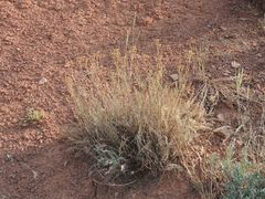 Tanacetum achilleifolium