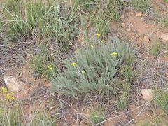 Tanacetum achilleifolium