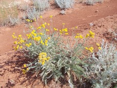 Tanacetum achilleifolium