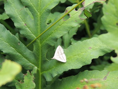 Macrochilo absorptalis