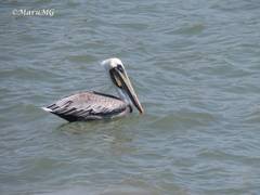 Pelecanus occidentalis