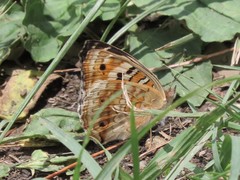 Junonia lemonias aenaria