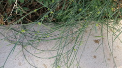 Leptadenia pyrotechnica