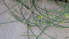 Leptadenia pyrotechnica