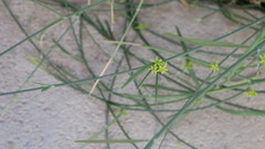 Leptadenia pyrotechnica