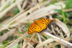Argynnis hyperbius