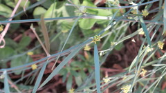 Leptadenia pyrotechnica