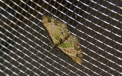 Chloroclystis sphragitis